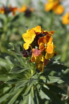 Orange Wallflower - Latin name - Erysimum cheiri