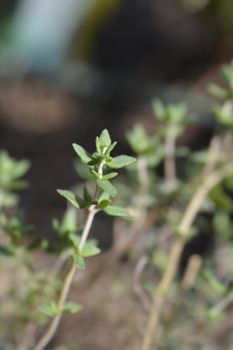 Faustini thyme leaves - Latin name - Thymus vulgaris Faustini