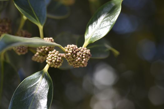 Common Holly branch - Latin name - Ilex aquifolium