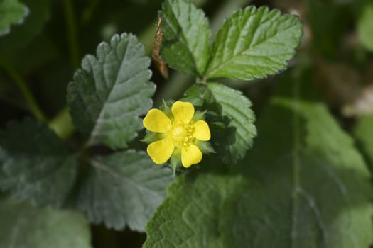 Indian strawberry flower - Latin name - Duchesnea indica (Potentilla indica)