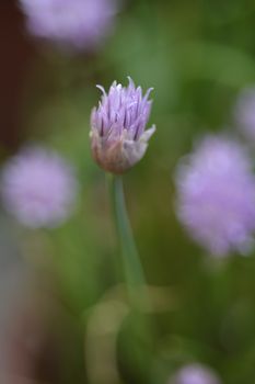 Chives flower - Latin name - Allium schoenoprasum