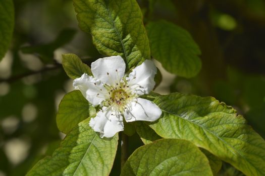 Common medlar - Latin name - Mespilus germanica