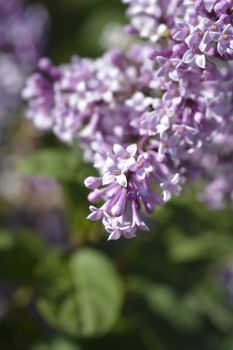 Pink lilac flowers - Latin name - Syringa vulgaris