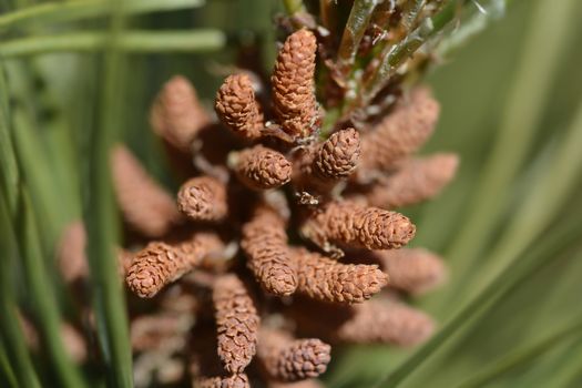 Dwarf mountain pine Mughus - Latin name - Pinus mugo Mughus