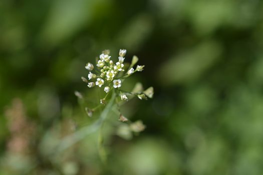 Shepherds purse flowers - Latin name - Capsella bursa-pastoris