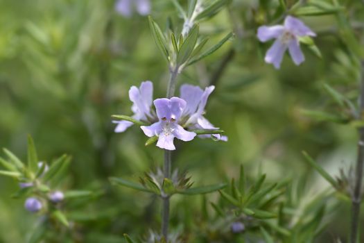 Coastal rosemary - Latin name - Westringia fruticosa