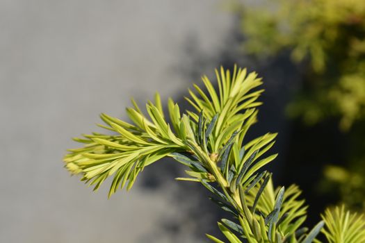 Golden English yew Summergold new leaves - Latin name - Taxus baccata Summergold