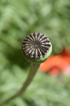 Oriental poppy seed pod - Latin name - Papaver orientale