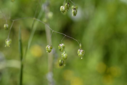 Common quaking grass - Latin name - Briza media