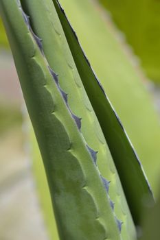 Century plant leaf - Latin name - Agave salmiana