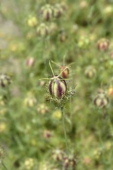 Close up of Love-in-a-mist fruit - Latin name - Nigella damascena