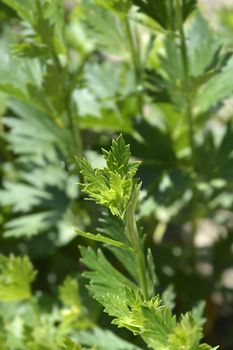 Variegated monkshood leaves - Latin name - Aconitum variegatum