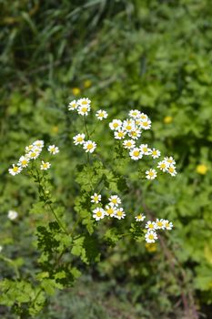 Golden Feverfew flowers - Latin name - Tanacetum parthenium Aureum (Chrysantemum parthenium Aureum)