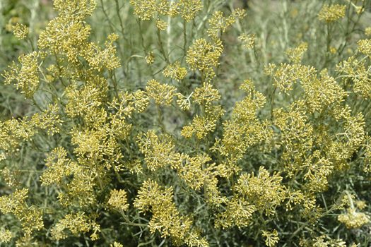 Italian everlasting yellow flower buds - Latin name - Helichrysum italicum