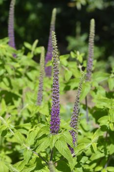 Iranian germander flowers - Latin name - Teucrium hircanicum