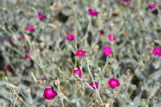 Rose campion flower - Latin name - Silene coronaria (Lychnis coronaria)