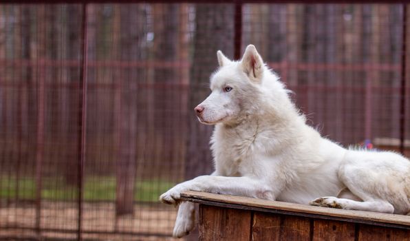 A white Siberian husky lies on a wooden house. The dog is lying, bored and resting. High quality photo