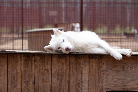 A white Siberian husky lies on a wooden house. The dog is lying, bored and resting. High quality photo