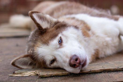 Siberian husky dog lying on a wooden house. The dog is lying, bored and resting. High quality photo