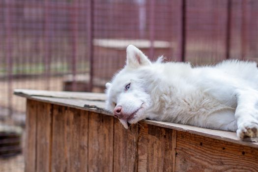 A white Siberian husky lies on a wooden house. The dog is lying, bored and resting. High quality photo