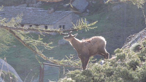 Il giovane camoscio si strofina le corna contro i rami del larice.