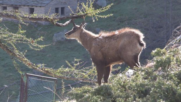 Il giovane camoscio si strofina le corna contro i rami del larice.