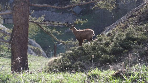 Il giovane camoscio si strofina le corna contro i rami del larice.