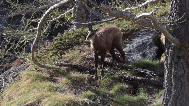 Il giovane camoscio si strofina le corna contro i rami del larice.