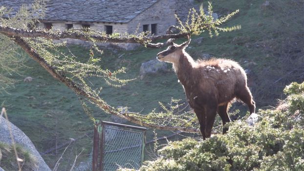 Il giovane camoscio si strofina le corna contro i rami del larice.