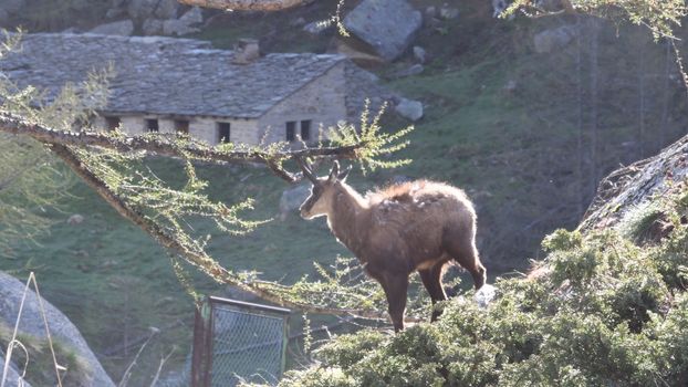 Il giovane camoscio si strofina le corna contro i rami del larice.