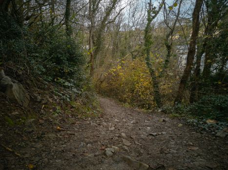 Autumn leaves falling from the trees along the Gower Coastal Path near Caswell Bay in Wales. A small woodland along the coast.