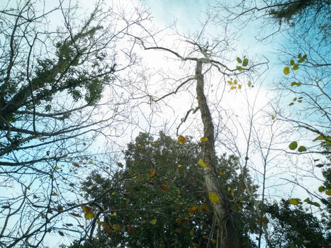 Looking up through the trees to a winter sky as the leaves fall from the surrounding woodland along a stretch of the Gower Coastal Path in Wales, UK.