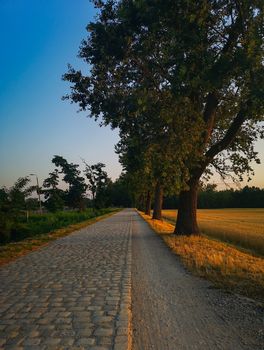 Long stone sidewalk between old trees and yellow field at sunny morning