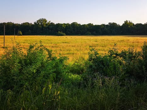 Huge yellow field with electric poles behind green bushes