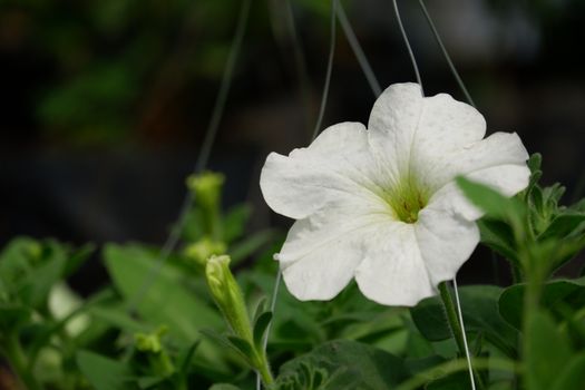Close up image of white petunia in full bloom in the botanical garden isolated in blur background