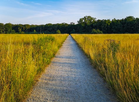 Long path to forest between yellow fields at sunny morning