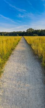 Vertical panorama of long path to forest between yellow fields at sunny morning