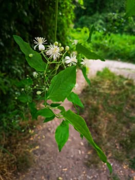 Macro look to green leafs with small white flowers