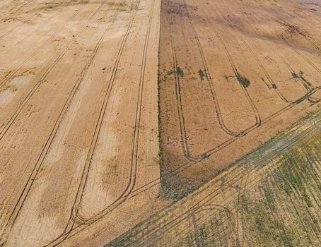 Aerial look to fields of wheat