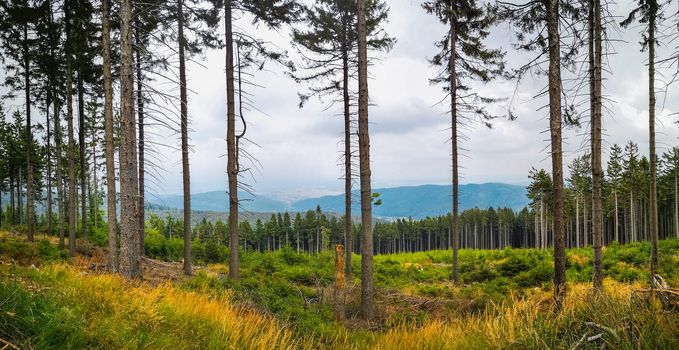 Panoramic view of mountain landscape with bushes and thin high trees