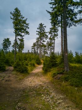 Long stony pathway in Owl Mountains between bushes and trees 