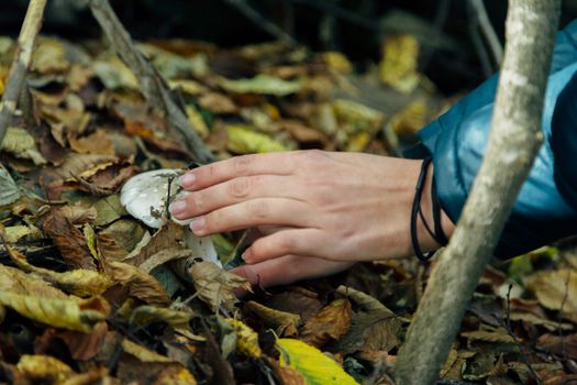 Forest mushrooms. Harvesting in autumn