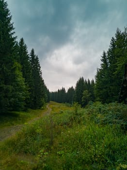 Long pathway between bushes and trees to peak of mountain near ski slope