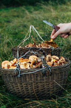 Forest mushrooms. Harvesting in autumn