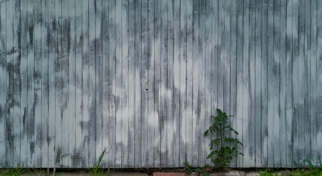 Gray wooden wall with small bush in front of and few blades of grass