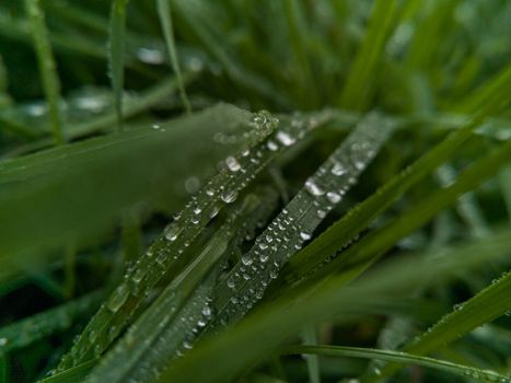 Small drops of morning dew lying on blades of grass