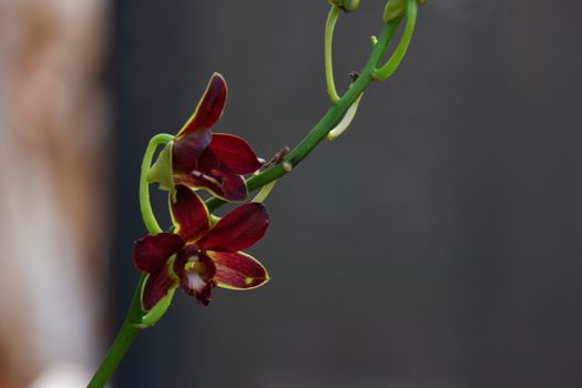 close up image of beautiful dendrobium mangosteen in full bloom has a velvety maroon red color like mangosteen planted in the garden in the garden isolated blur background