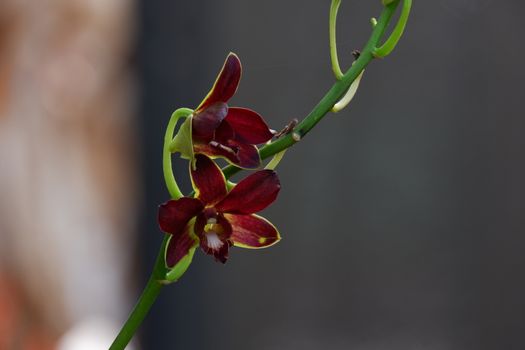 close up image of beautiful dendrobium mangosteen in full bloom has a velvety maroon red color like mangosteen planted in the garden in the garden isolated blur background