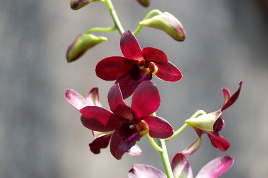 close up image of beautiful dendrobium mangosteen in full bloom has a velvety maroon red color like mangosteen planted in the garden in the garden isolated blur background