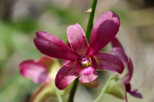 close up image of beautiful dendrobium mangosteen in full bloom has a velvety maroon red color like mangosteen planted in the garden n the garden isolated blur background